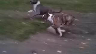 Bullterrier vs Amstaff Dog fail