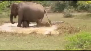 Mother elephant save the of life of baby elephant from the crocodile attack