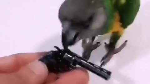 smart parrot55