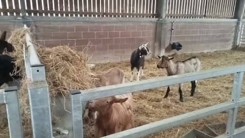 Goats, Kids, and Alpacas with Sheep Baaing in the Background