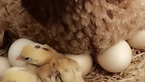 Best scenes of chicks