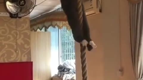 cat gymnastics