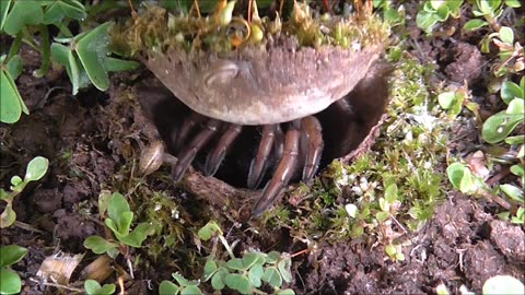 Trapdoor Spider Ejecting Intruders