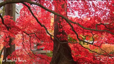 Beautiful tree-short