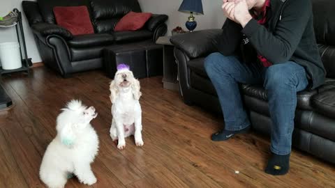 Funny dogs sing along to the harmonica