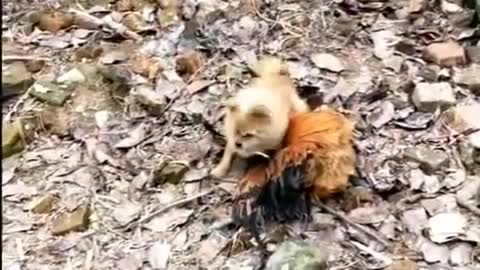 Funny animals 2021 compilation, you will never be able to laugh.