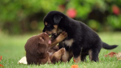 2 Puppies dogs friendship |ShortVideo