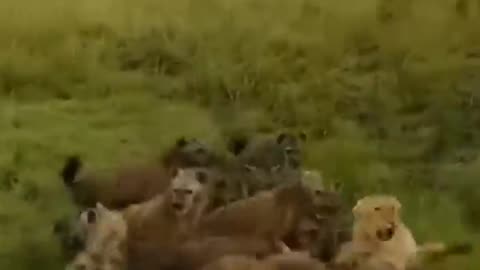 dog attack lion