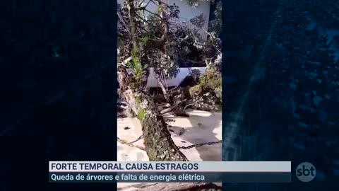 Temporal em Curitiba derruba arvores e deixa população sem energia | Primeiro Impacto