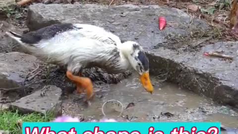 The strange behavior of ducks