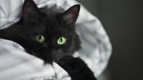 Black fluffy cat with green eyes lies wrapped in a blanket with its paws out