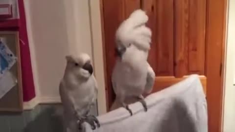 cockatoo dancing elvis