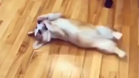 Funny Dog playing