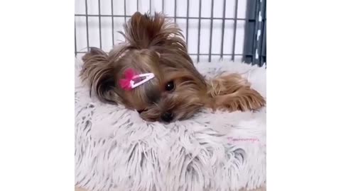 Yorkies are Adorable - Cuteness Overload