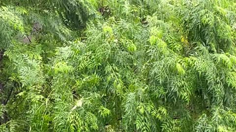 Rain Sounds on Trees Rain Sounds with Raindrops Falling on Leaves and Tree.