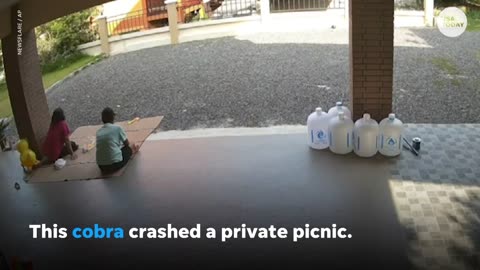 Long Cobra crashes private picnic in Thailand