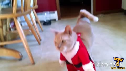 Christmas eve and funniest cat ever