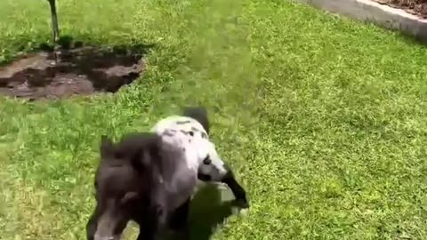Funny animals | Funny cats and dogs | Funny animal videos 2023