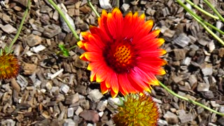 Red Sunflower