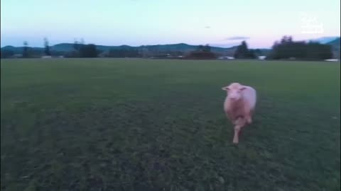 Sheep Hit a Boy Funny Video