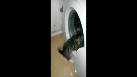 Cat VS washing machine