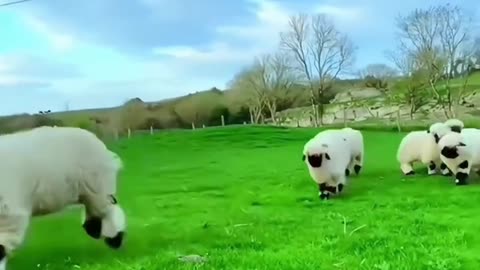 Happy sheep in the grassland