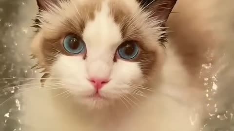 Funny cats compilation 🤣 Funniest Cats Ever Bath video 2023