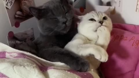 Cat Having a Romantic Night