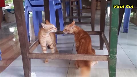 Funny cats fighting