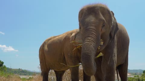 Elephants eating seen in detail