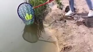 Amazing Rural Fishing Video Best Asian Fishing Technique 🐟