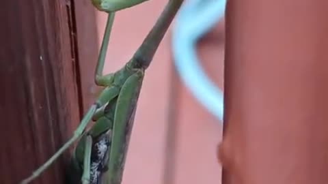 Does This Praying Mantis Not Look Like The Ice Age Squirrel???