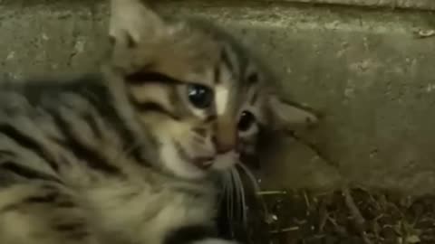 Cute scared kitten