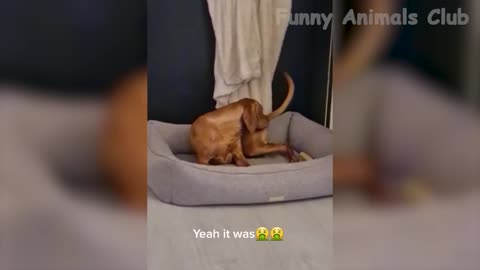 FUNNYDOGSCATS