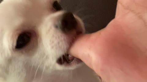 Puppy Like to Suck on Thumb Before Bed