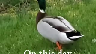 Wise duck