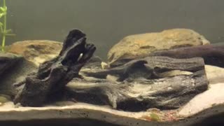 Barramundi feeding live saltwater yabbies