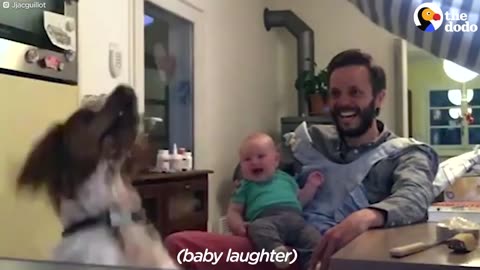Baby Finds Jumping Dog Hilarious | The Dodo