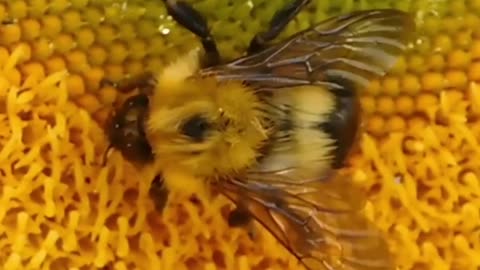 आखिर मधुमक्खियां शहद क्यों बनाती हैं। Why dobees make honey?😯 #shorts #bee #honey #a1 #b1_kisan