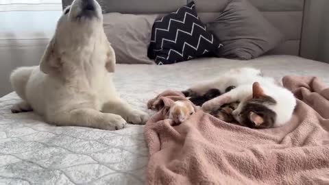 Golden Retriever Puppy Meets Mom Cat with Newborn Kittens for the First Time