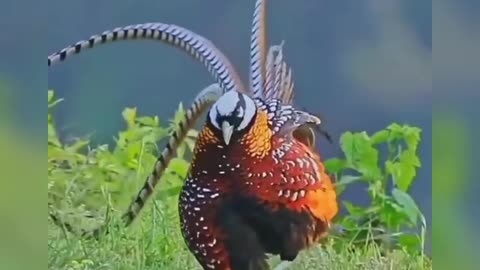 #Beautiful bird dance😍😍