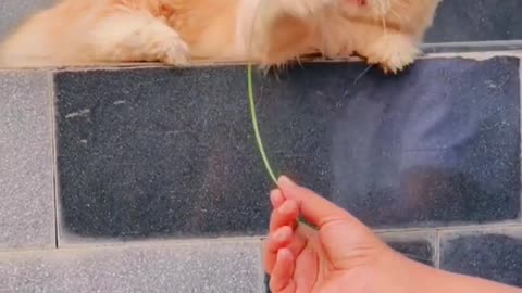 Cat playing with grass funny moments .🐱🐱😀😀