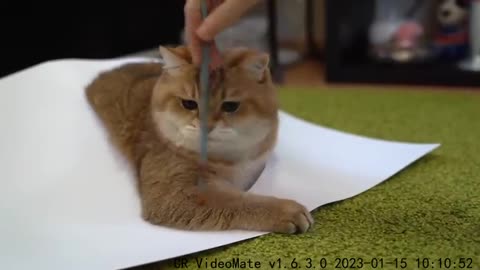Try to draw a cat