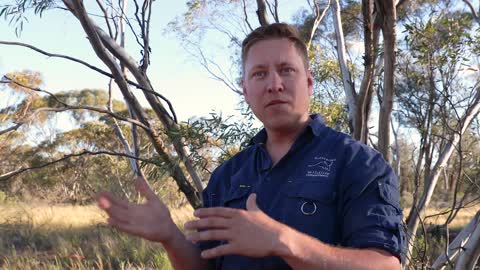 43_New Numbat arrivals boost NSW population