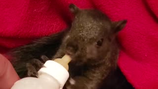 💛 Baby squirrel bottle feeding 🍼 🐿😍