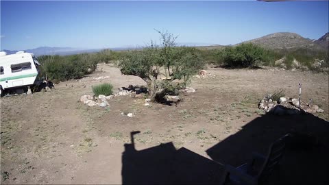 Quail Family Running Around Doing Their Thing