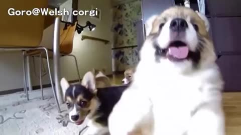 These adorable corgi puppies run in slow motion