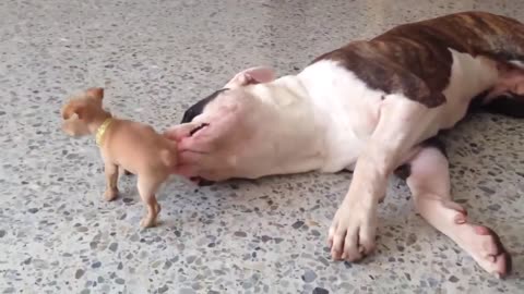 Mother- Dog & Kid
