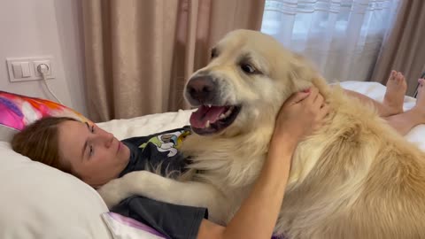 Golden Retriever demands attention from his human Mom!