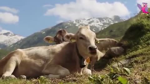 cow mooing and grazing in a field...